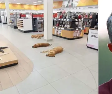 Salinas Pliego ordena proteger a perros del calor dentro de sus tiendas