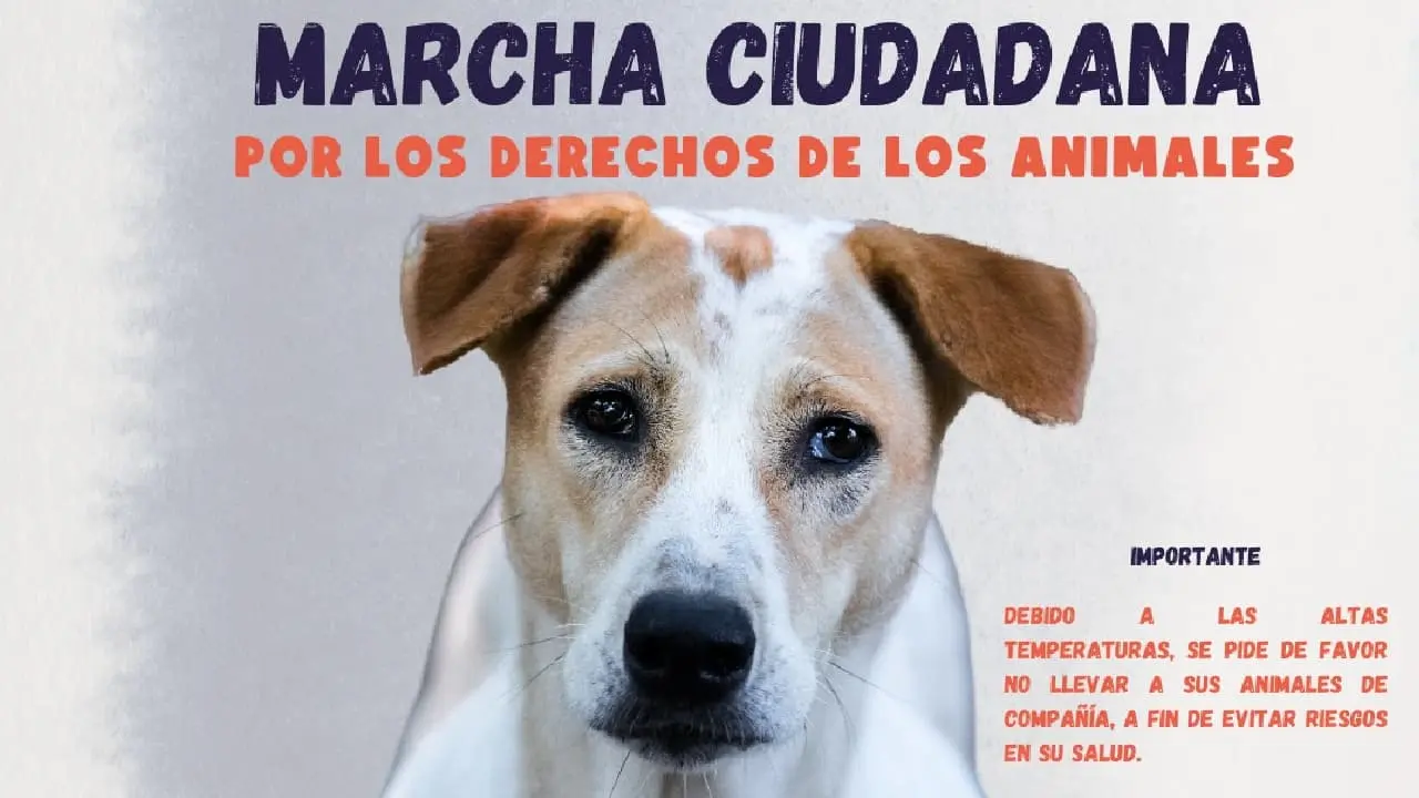 Convocan a marcha pacífica por los derechos animales