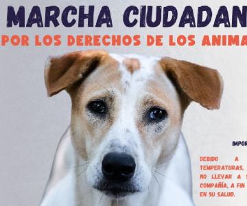 Convocan a marcha pacífica por los derechos animales