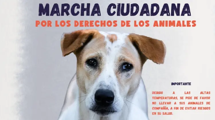 Convocan a marcha pacífica por los derechos animales (Foto: Misión 4 Patas/EXPRESO)