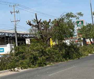 Molesta a navojoenses poda de árboles en plena temporada de calor