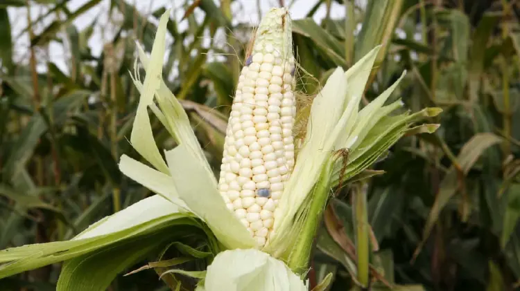 Ponen arancel a importación de maíz blanco (Foto: Agencia Reforma/EXPRESO)
