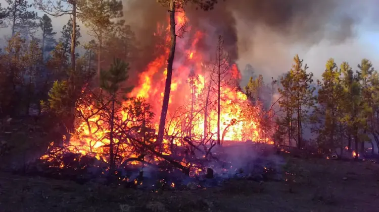 Incendio forestal en Sierra de Chihuahua afecta más de 7 mil hectáreas (Foto:Especial/EXPRESO)