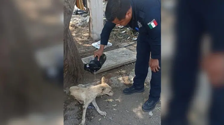 Policías rescatan a perro que cayó en alcantarilla (Foto:Especial/EXPRESO)
