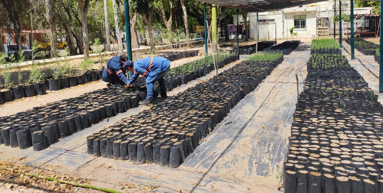IME donará 500 plantas en Feria del Árbol en vivero municipal