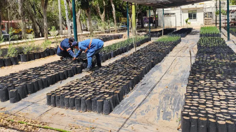 IME donará 500 plantas en Feria del Árbol (Foto:Víctor Valido/EXPRESO)
