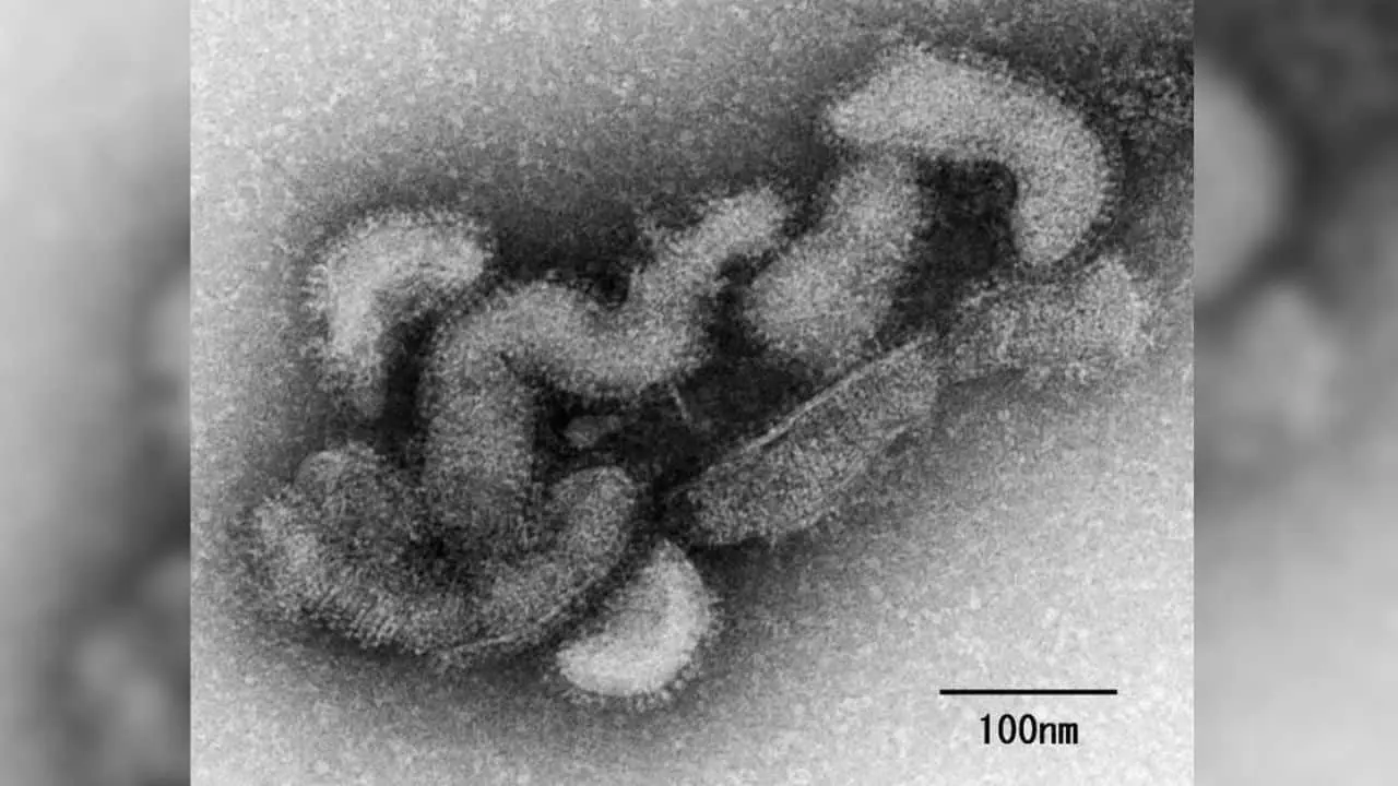 ¿Qué es el virus Oz que tiene en alerta a Japón?