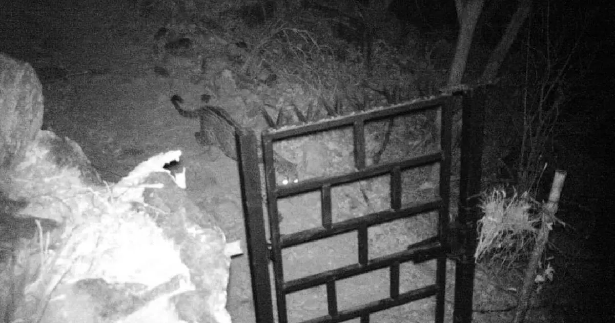 Cámaras trampa capturan jaguar en la Sierra de Álamos