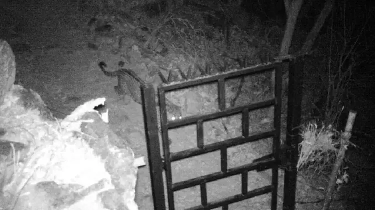 Cámara trampa captura jaguar en Sierra de Álamos (Foto:Especial/EXPRESO)