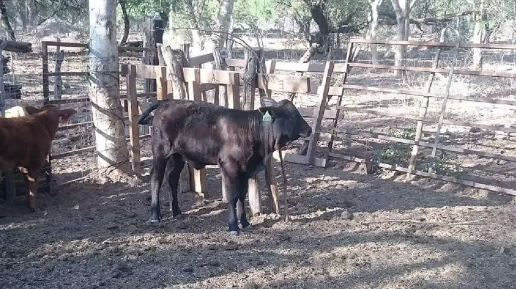 Desabasto de agua afecta a ganaderos de Álamos