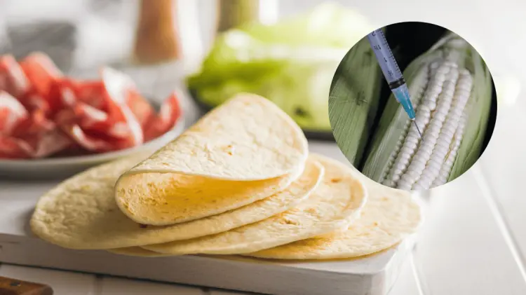 El maíz modificado genéticamente no será utilizado en tortillas. (Foto: Especial/EXPRESO)