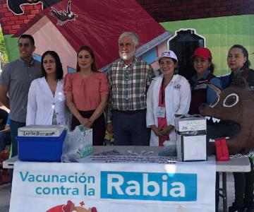 Refuerzan jornada contra rickettsiosis en Cajeme