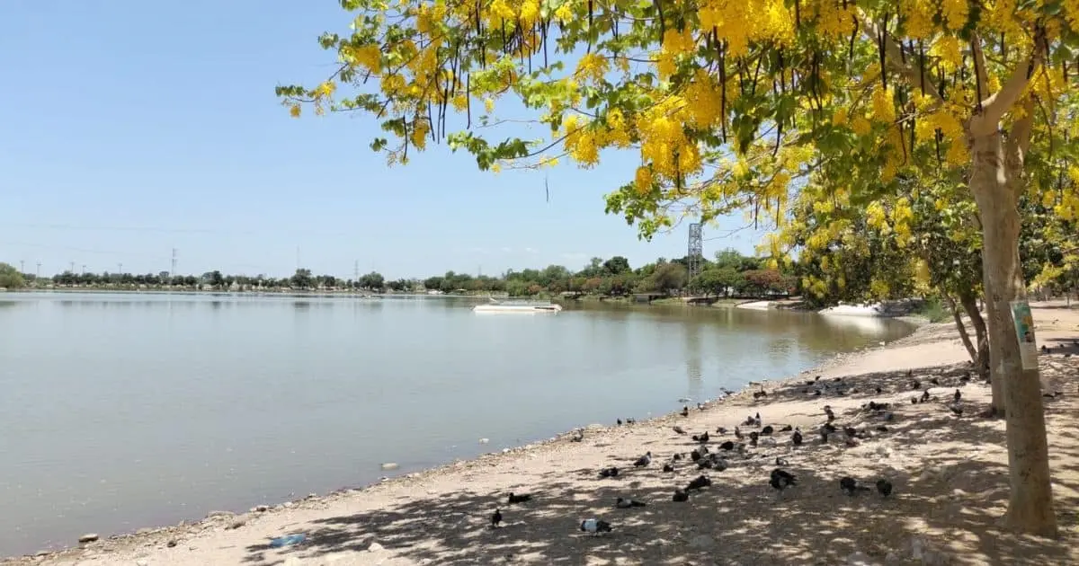 Detectan altos contaminantes en aguas de la Laguna del Náinari