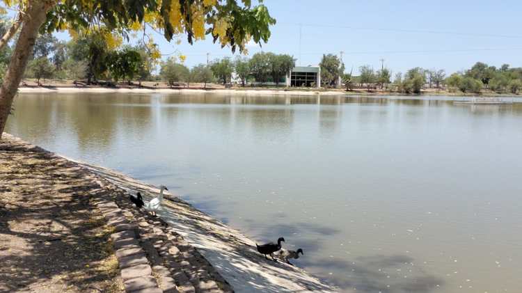 Detectan altos contaminantes en aguas de la Laguna del Náinari