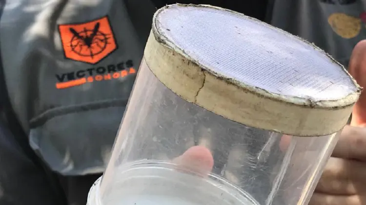 Vectores identifican 800 huevecillos de Aedes Aegypti en Hermosillo (Foto:Jesús Ballesteros/EXPRESO)
