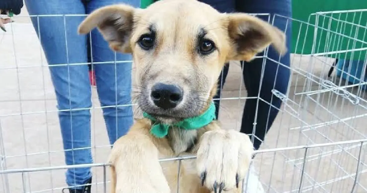 Invitan a concurso de perros en Fiesta de la Laguna en Cajeme