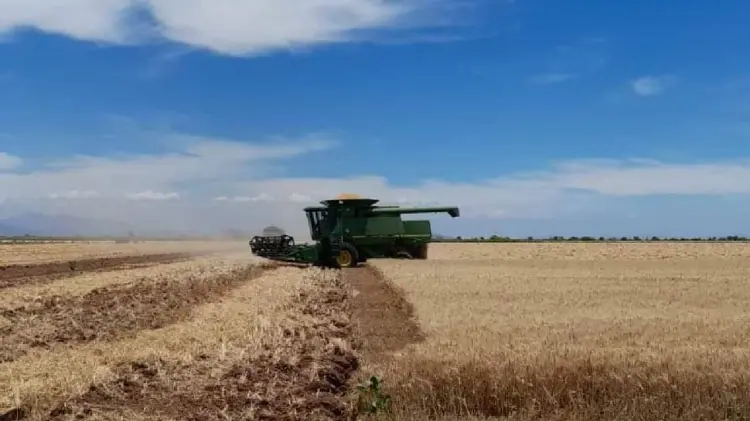 Auguran un oscuro panorama para el ciclo agrícola 2023-2024 (Foto: Ilustrativa/EXPRESO)