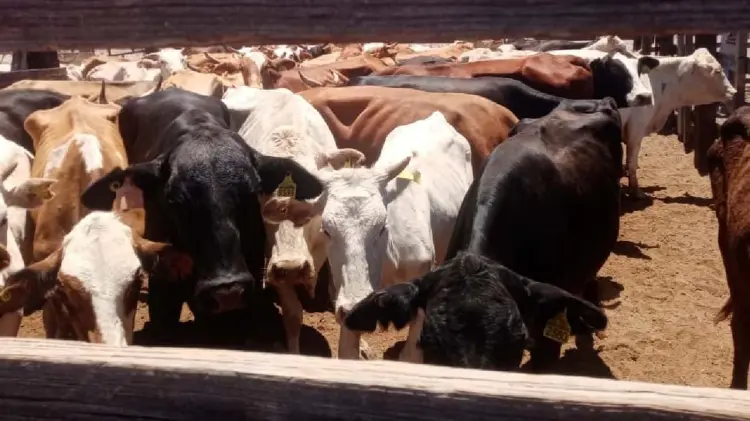 El operativo de cateo se llevó a cabo desde el 5 de julio (Foto: Especial/EXPRESO)