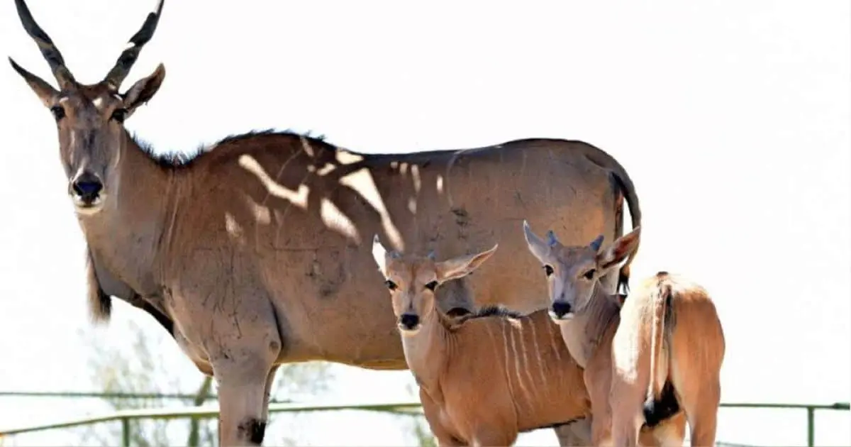 Centro Ecológico de Sonora, 38 años en la conservación de especies