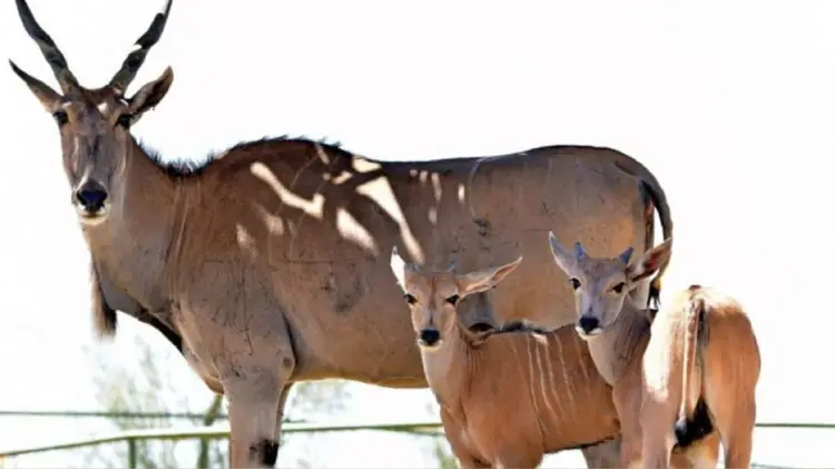 Ejemplares de antílope eland. (Foto: Cortesía)