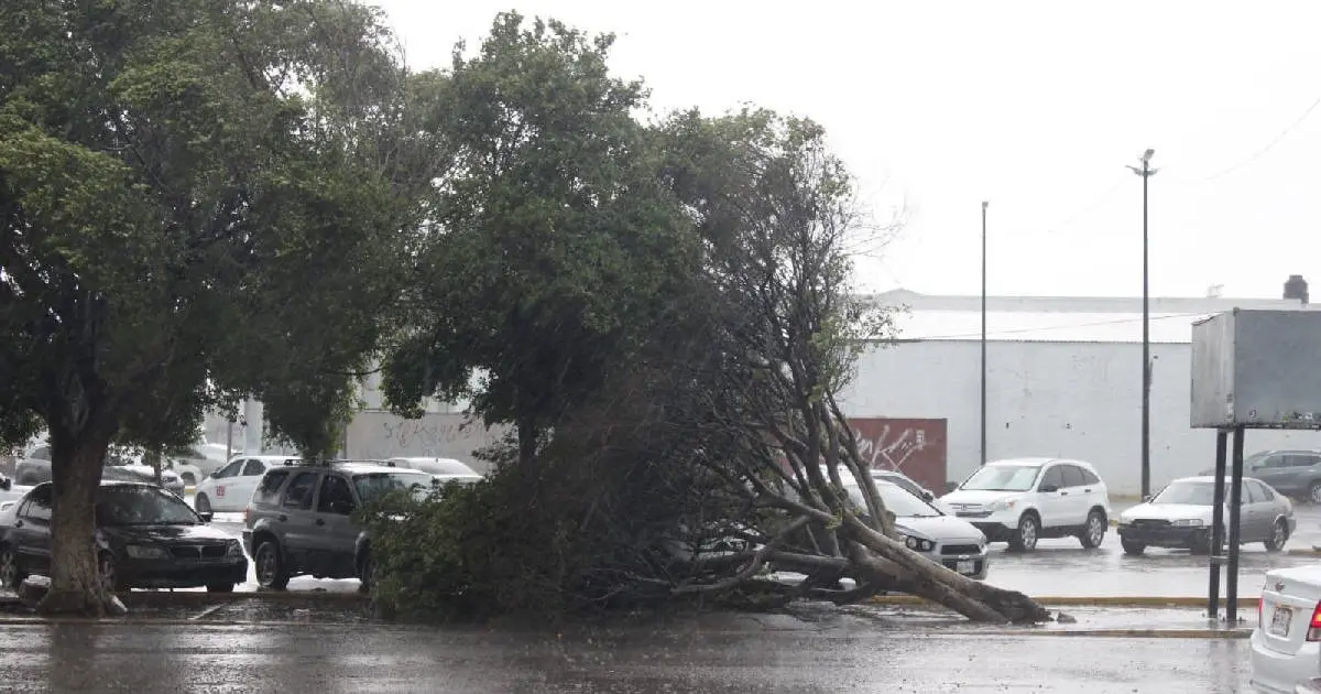 Lluvias derrumban árboles y espectaculares en Cajeme