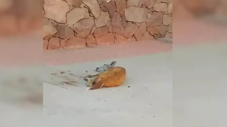Personal del Crrifs atendió a venado lesionado en San Carlos (Foto:Especial/EXPRESO)