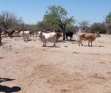 Tras lluvias mejora el panorama para productores ganaderos