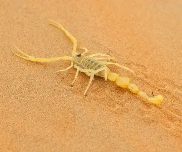 Bajan un 14% intoxicaciones por picadura de alacrán en Hermosillo