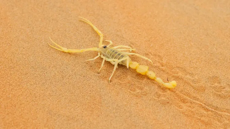 Se reducen intoxicaciones por picadura de alacrán en Hermosillo (Foto:Especial/EXPRESO)