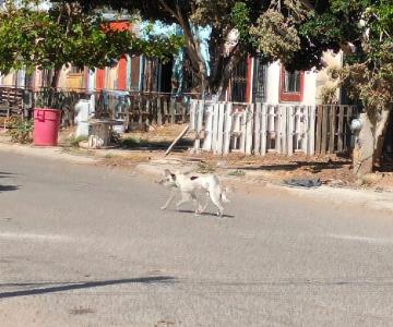 Sobrepoblación canina: un problema grave para Guaymas y Empalme