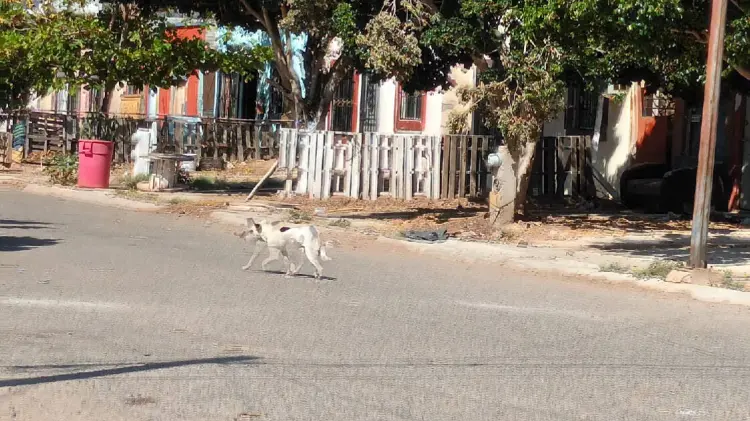Sobrepoblación canina es un problema en Guaymas y Empalme (Foto:Especial/EXPRESO)