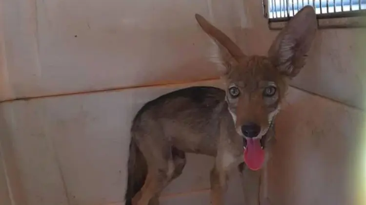 Cría de Coyote. (Foto: Especial / EXPRESO)