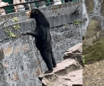 Señalan a zoológico de hacer pasar humanos disfrazados por osos