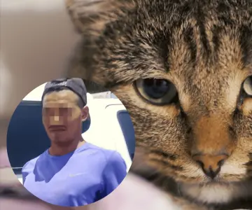 Por azotar a un gato contra la pared, Ángel Alberto ya es procesado: FGJE