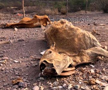 Ganaderos de Cajeme podrían abandonar la actividad ante sequía