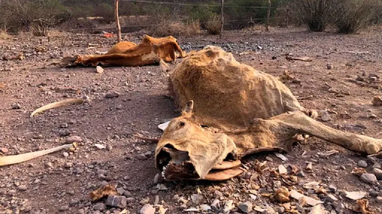 Esperan buenas lluvias en este mes de agosto. (Foto: Ana Camargo/EXPRESO)