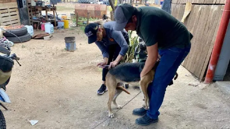 Alertan en Huatabampo por un caso confirmado de rickettsia (Foto:John Castellón/EXPRESO)
