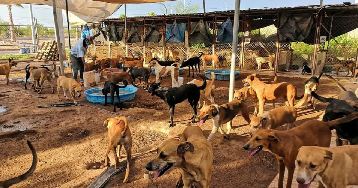 Sobrepobladas las asociaciones animalistas del sur de Sonora