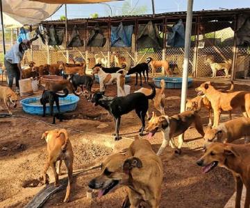 Sobrepobladas las asociaciones animalistas del sur de Sonora