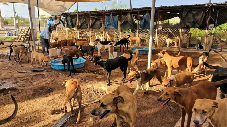 Asociaciones animalistas sobrepobladas en el sur de Sonora (Foto;John Castellón/EXPRESO)