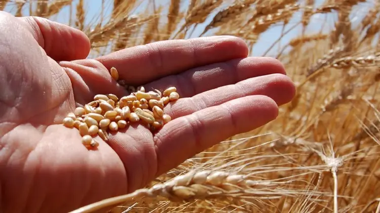 Productores pagarán un 5% extra en compra de semillas (Foto:Especial/EXPRESO)