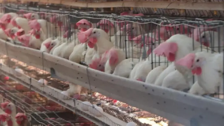 Implementan acciones para prevenir brotes de gripe aviar en Cajeme (Foto:Especial/EXPRESO)