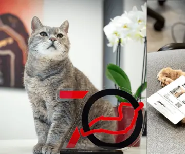 La F1 pierde una estrella; anuncian la muerte del gato Formulino