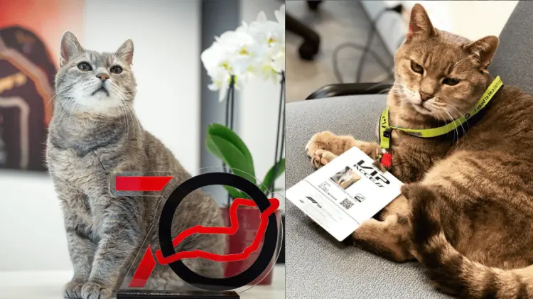 Formulino, el gato del Autódromo Imola, falleció este fin de semana. (Foto: Cortesía)