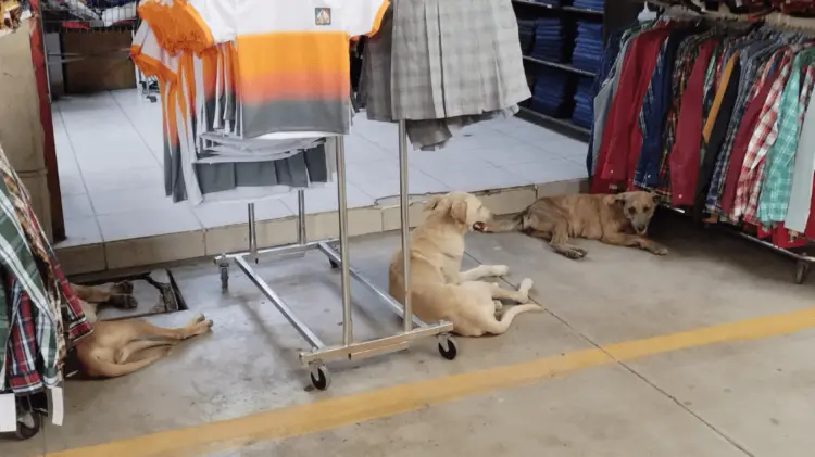 Los perros son los portadores de las garrapatas. (Foto: John Castellón/EXPRESO)