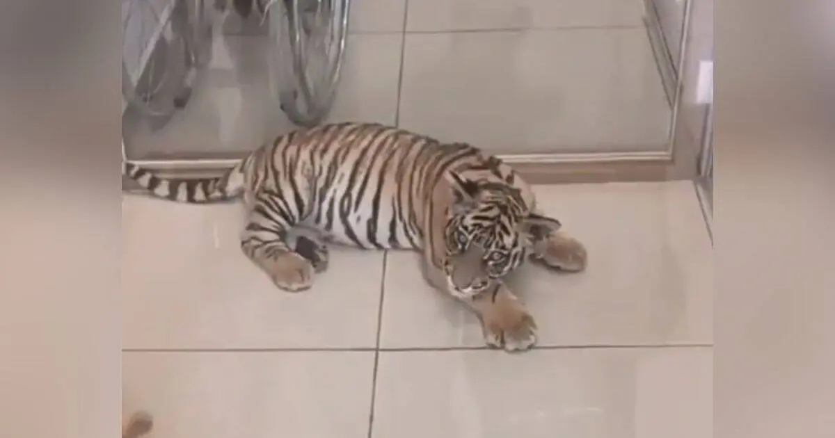 Hombre es detenido por pasear con un cachorro de tigre en su auto