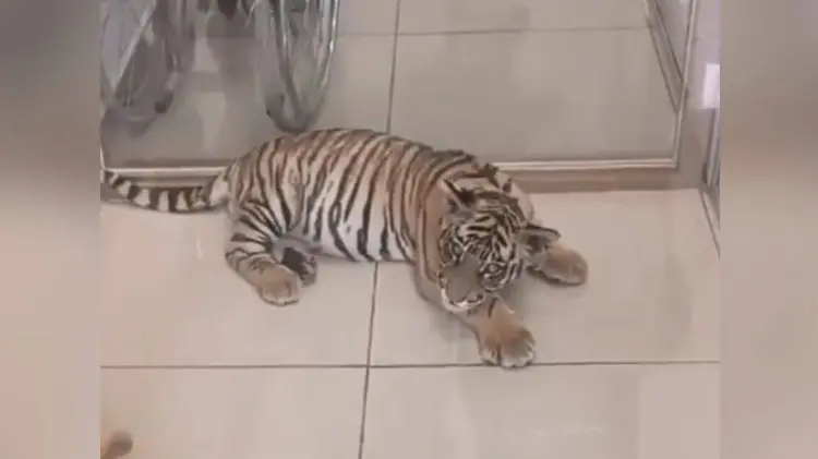 El felino de 3  meses fue llevado al zoológico de Los Reyes La Paz. (Foto: Captura de pantalla)
