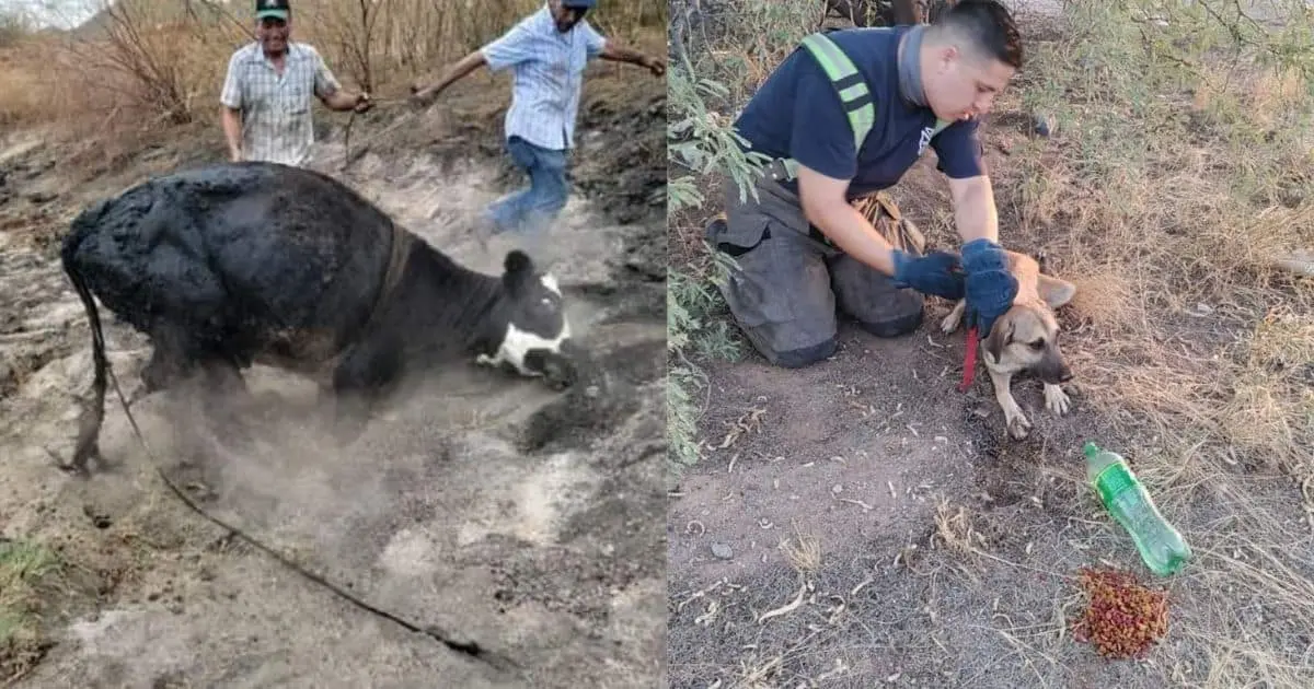 Bomberos rescatan a dos animales en diversos puntos de Hermosillo