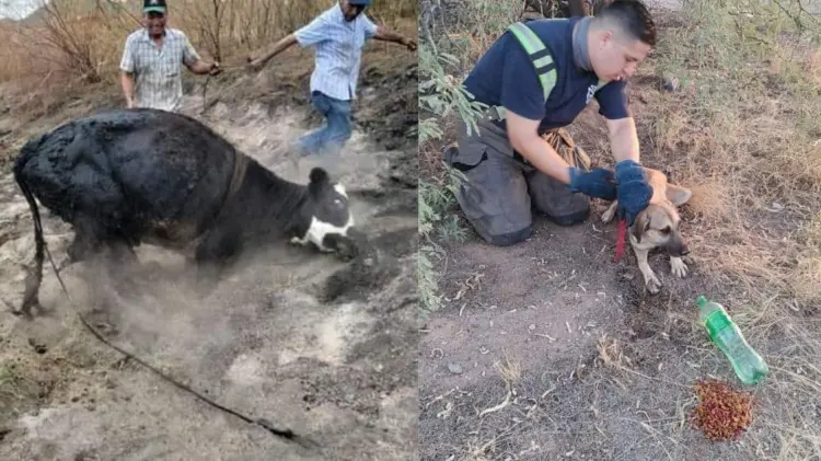 Rescatan bomberos a dos animales en Hermosillo (Foto:Especial/EXPRESO)