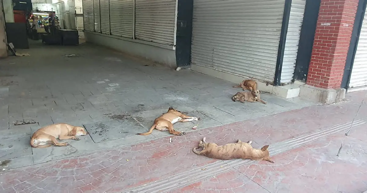 Locatarios de mercado en Navojoa se encargan de invasión de garrapatas